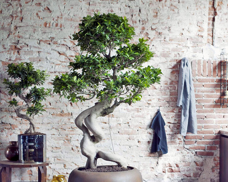 Ficus microcarpa (ou bonsaï), ficus ginseng : culture et entretien