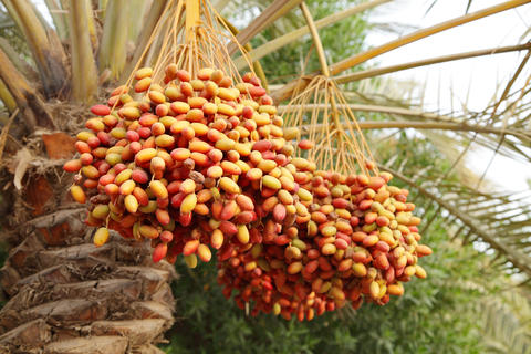 Fruits des palmiers dattiers