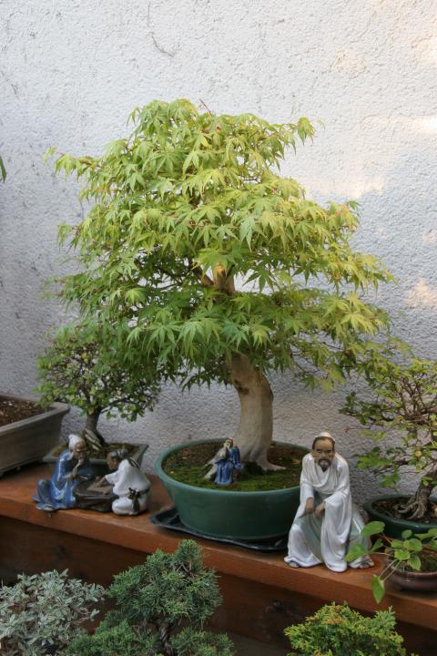 Erable du Japon bonsaï