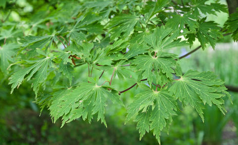 Le feuillage de l'érable du Japon à feuilles d’aconit en été