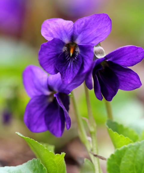 Planter et entretenir la violette odorante - Mon Jardin Ideal