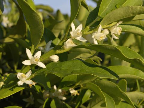 Fleurs du kumquat (Fortunella margarita)