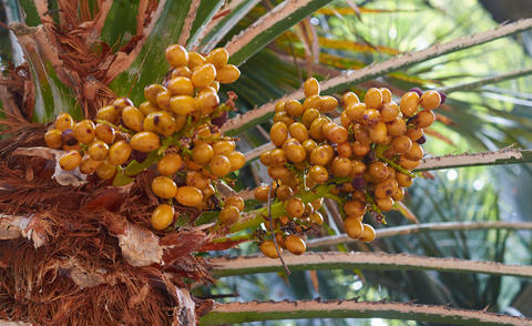 Fruit à noyau de palmier nain
