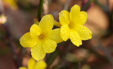 Les fleurs du jasmin d’hiver jaune