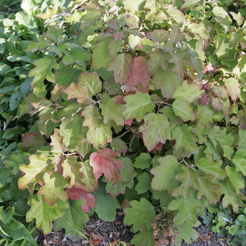 Hortensia à feuille de chêne paré de ses couleurs d’automne