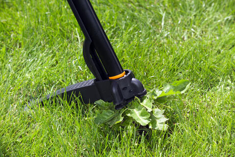 Enlever les pissenlits des pelouses avec un outil de désherbage 