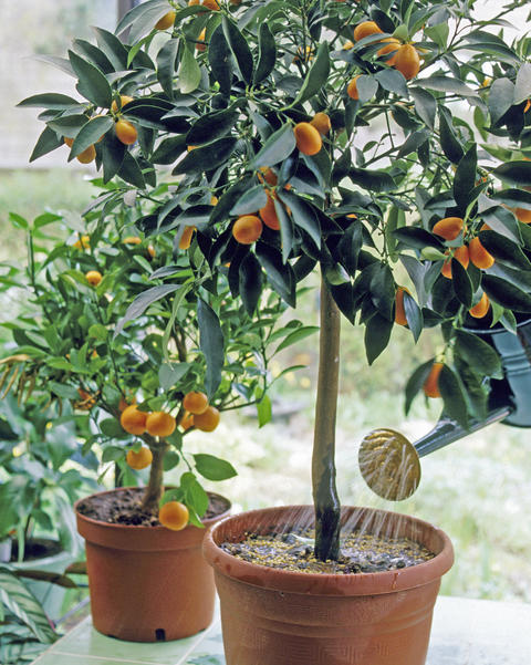 Croissance du kumquat (Fortunella margarita)