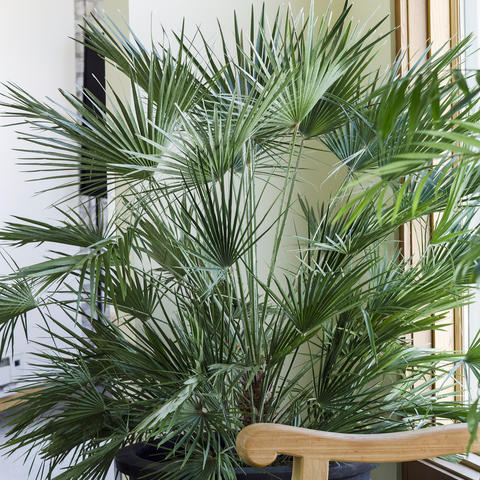 Le palmier nain comme plante d'intérieur