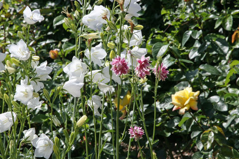 Platycodon à fleurs blanches