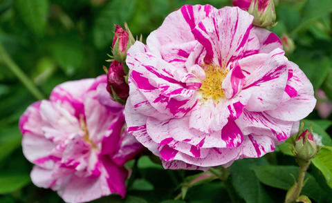 Rosier gallique (Rosa gallica)