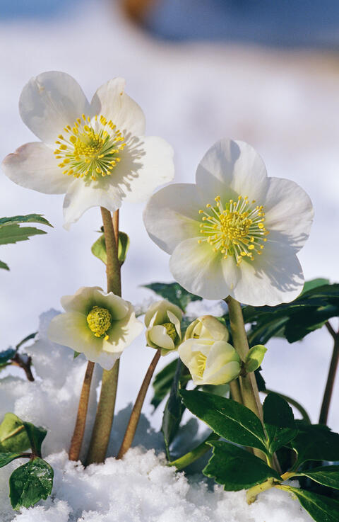 Le printemps s'en vient alors concours (Fleur dans la neige)! Roses-de-noel-helleborus-niger-neige-3797554-blp-alamy