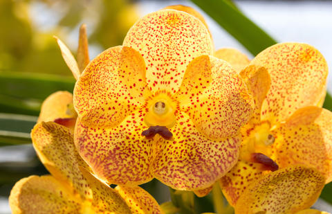 Planter et prendre soins des orchidées Vanda - Mon Jardin Ideal