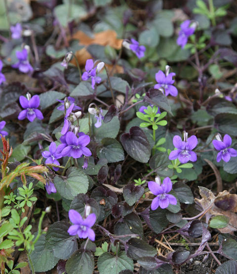 Planter et entretenir la violette odorante - Mon Jardin Ideal