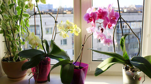 Orchidées sur un rebord de fenêtre