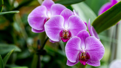Fleurs de l’orchidée papillon de nuit (Phalaenopsis)