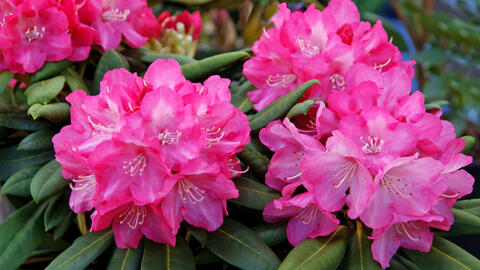 Rhododendron «Fantastica»