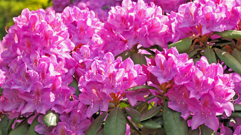 Rhododendron florissant