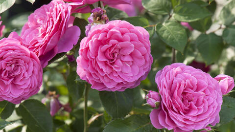 Rosier arbustif à fleurs roses