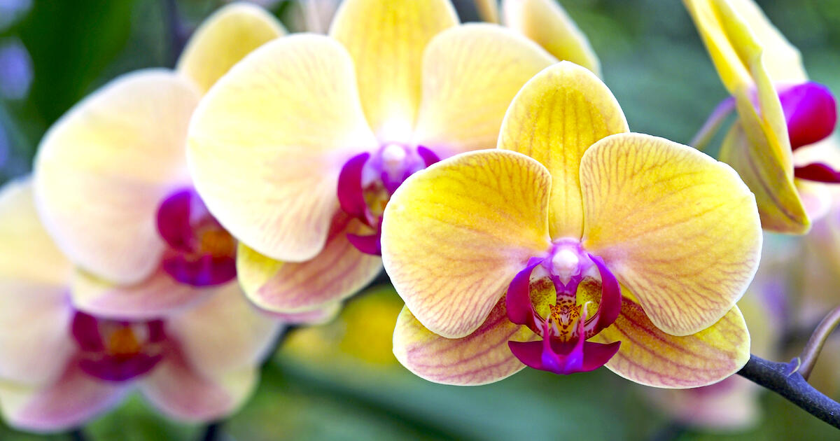 Orchidées: Variétés et soins - Mon Jardin Ideal
