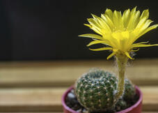 Echinopsis Cactus oursin