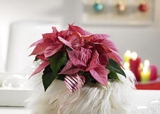 Etoile de Noël rose décoration Flokati