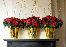 Etoiles de Noël dans des vases dorés