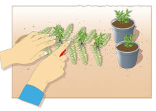 Couper les jeunes plantes enracinées
