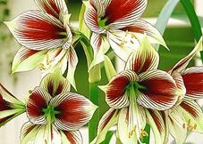 Hippeastrum ‘Papilio Butterfly’
