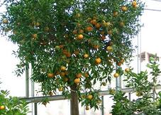 Mandarinier