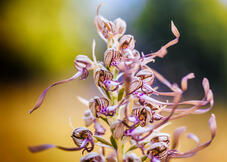 Orchis à odeur de bouc (Himantoglossum hircinum)