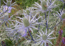 Panicaut des Alpes ’Blue Star’ (Eryngium alpinum) 