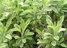 Sauge officinale panachée (Salvia officinalis ’Icterina’)